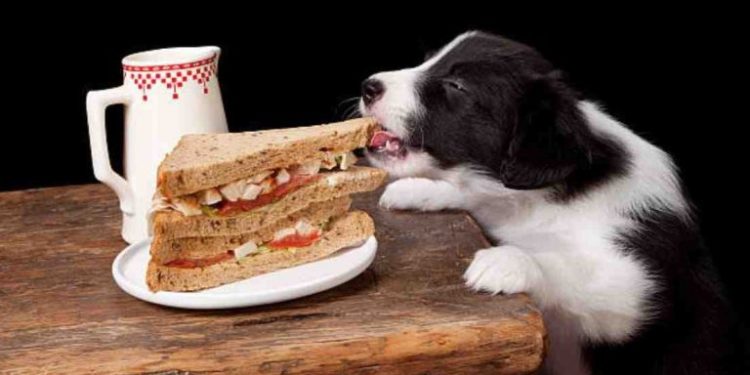 Est-ce que le fromage est bon pour les chiens ?