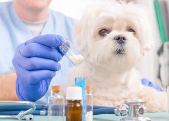 Est-ce que la banane est toxique pour les chiens ?