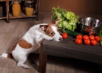 Quels fruits interdits pour les chiens ?
