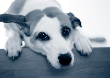 Comment soigner la toux d'un chien ?