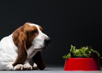 Quel légume interdit pour chien ?