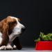 Quel légume interdit pour chien ?
