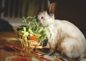 Quels légumes je peux donner à mon lapin ?