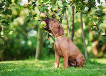 Quels fruits Peut-on donner aux chiens ?