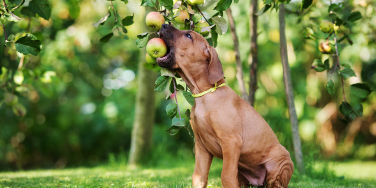 Quels fruits Peut-on donner aux chiens ?