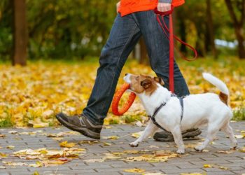 Est-ce que la banane est bonne pour le chien ?