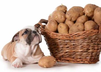 Est-ce que le lait est toxique pour les chiens ?