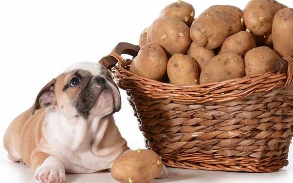 Est-ce que le lait est toxique pour les chiens ?