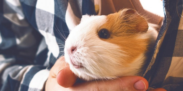 Comment donner du melon à un cochon d'Inde ?