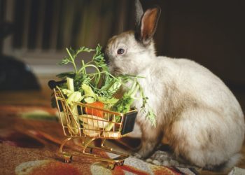 Quelle quantité de nourriture pour un lapin ?