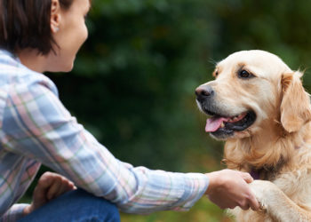 Pourquoi parler allemand à son chien ?