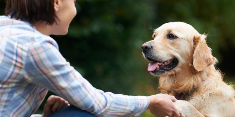 Pourquoi parler allemand à son chien ?