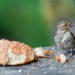 Comment donner du pain dur aux oiseaux ?