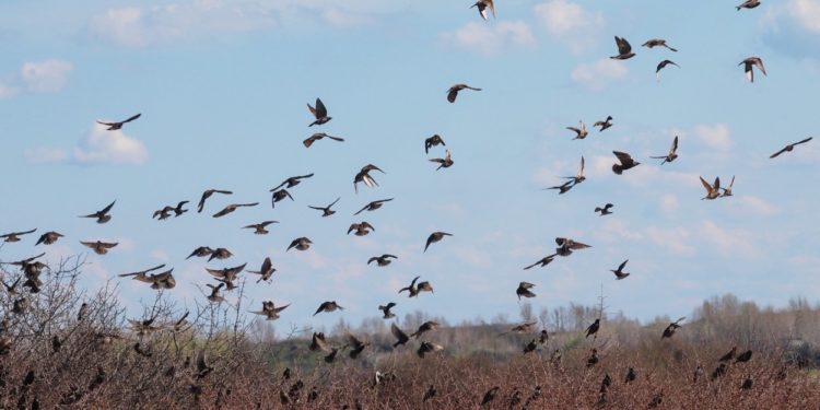Quels sont les oiseaux qui migrent en novembre ?