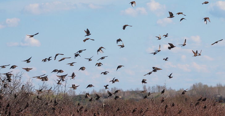 Quels oiseaux migrent en ce moment vers le Nord ?