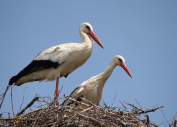 Quel est le plus petit oiseau migrateur ?