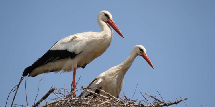 Quel est le plus petit oiseau migrateur ?