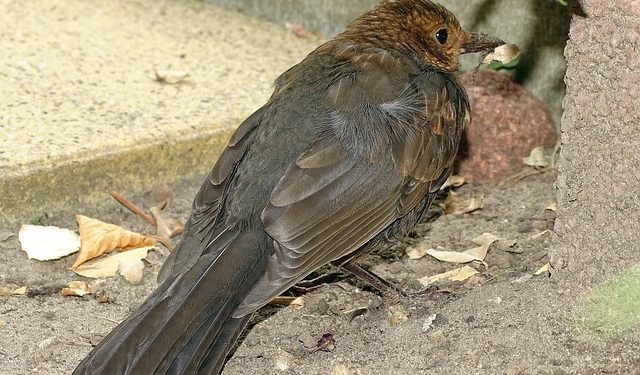 Comment Appelle-t-on le nid des oiseaux de proie ?