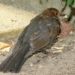 Comment Appelle-t-on le nid des oiseaux de proie ?