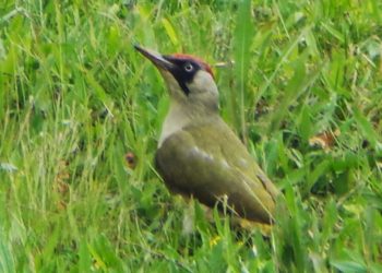 Comment s'appelle la famille des oiseaux ?