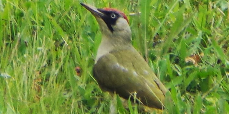Comment s'appelle la famille des oiseaux ?