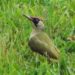 Comment s'appelle la famille des oiseaux ?