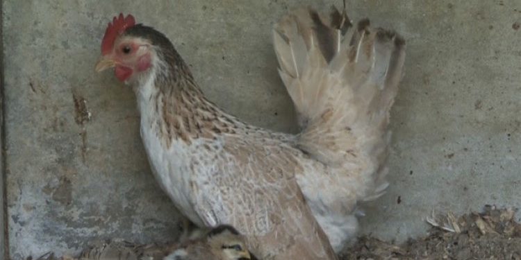 Comment Desinfecter un poulailler naturellement ?