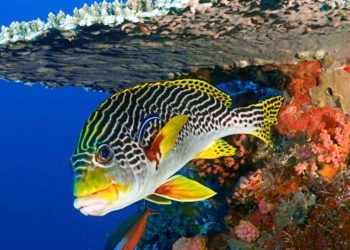 Est-ce que les poissons ont des membres ?