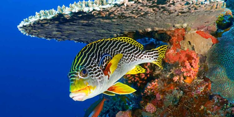 Est-ce que les poissons ont des membres ?