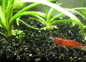 Quels sont les poissons qui cohabitent avec les crevettes ?