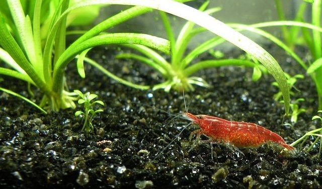 Quels sont les poissons qui cohabitent avec les crevettes ?