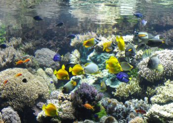 Quel matériel pour un aquarium d'eau de mer ?