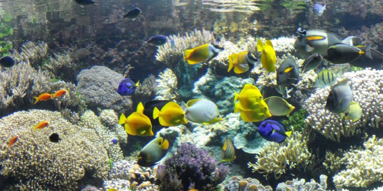 Quel matériel pour un aquarium d'eau de mer ?