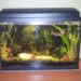 Quels poissons pour un aquarium de 20 litres ?