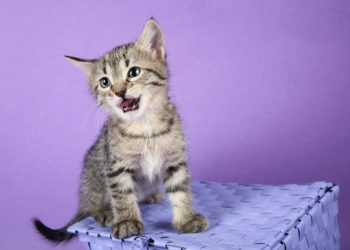 Comment déterminer l'âge d'un chaton ?