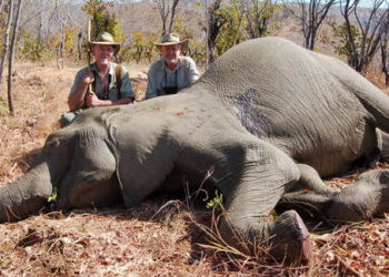 Quel animal cause le plus de morts chez l'homme par an ?