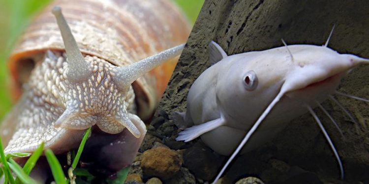 Quel est l'animal qui a le plus de dents ?