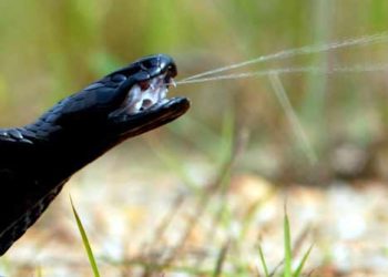 Est-ce que le cobra est dangereux ?