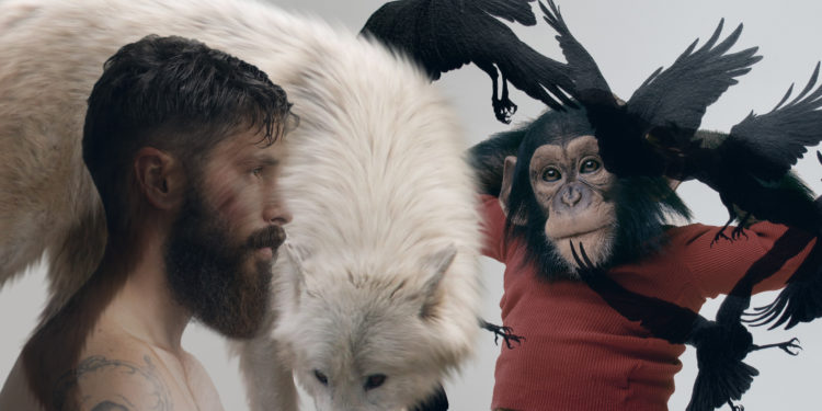 Quel est l'animal le plus intelligent ?