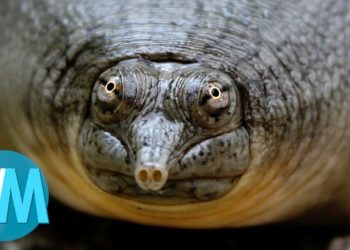 Quel est l'animal le moins rare du monde ?