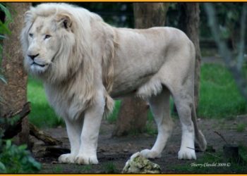 Quel est le plus beau lion au monde ?