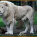 Quel est le plus beau lion au monde ?