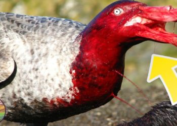 Quels sont les animaux les plus gentil du monde ?