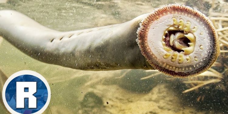 Quel est l'animal le plus dangereux du monde ?