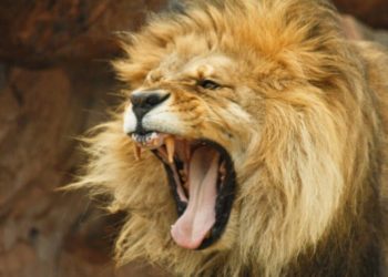 Quel est l'animal le plus dangereux pour l'homme ?