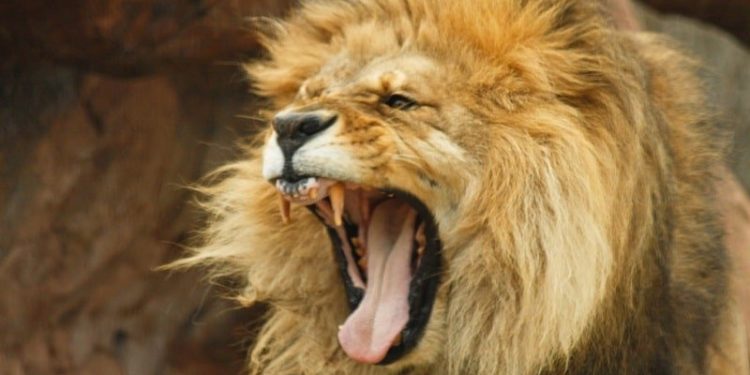 Quel est l'animal le plus dangereux pour l'homme ?