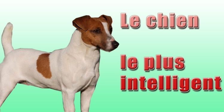 Quel est le chien le plus intelligent du monde ?