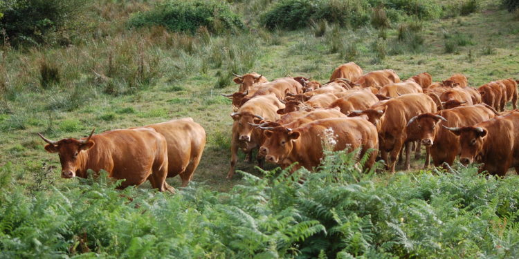 Quel animal a 22 estomac ?