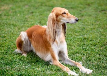 Quel est le chien de chasse le plus calme ?