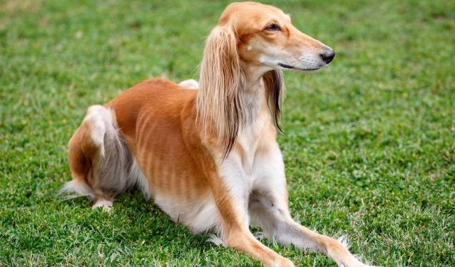 Quel est le chien de chasse le plus calme ?